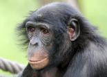 bonobo pic